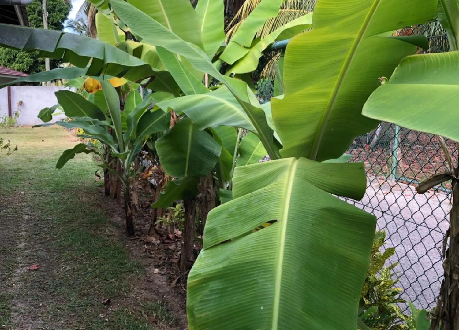 Apartment Hcs Bungalows Turtle Bay Rustic Bungalow Au Cap Seychelles