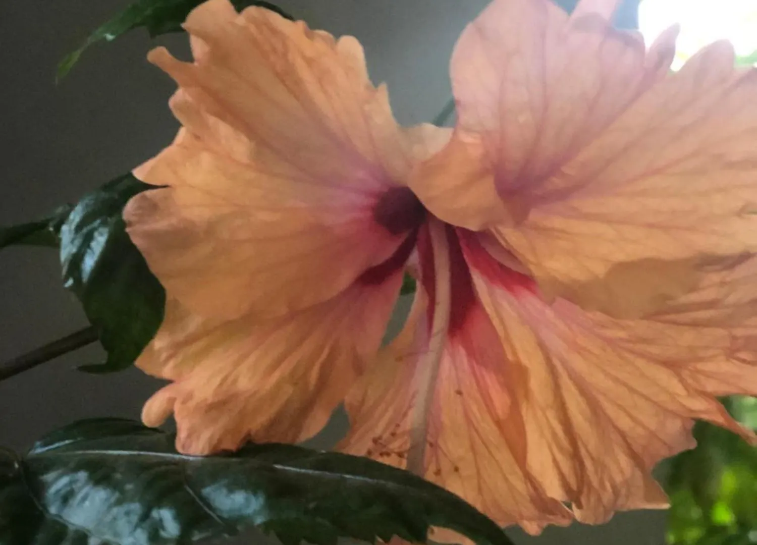 Apartment Hcs Bungalows Turtle Bay Rustic Bungalow Au Cap