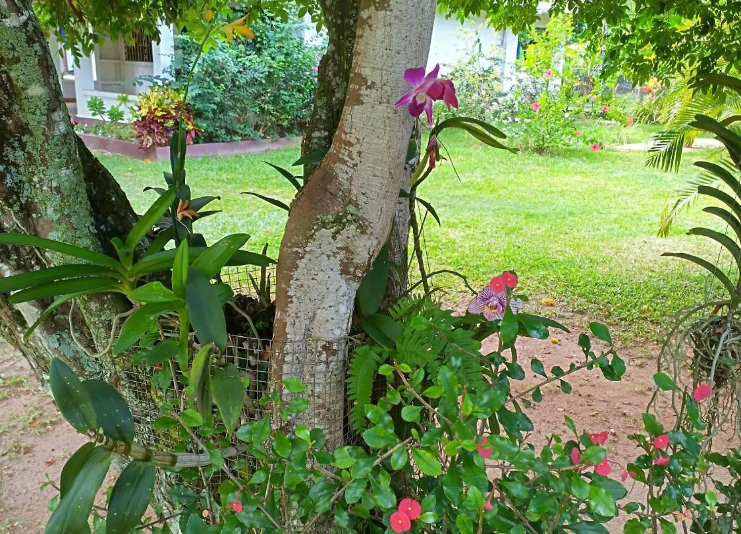 Appartamento Hcs Bungalows Turtle Bay Rustic Bungalow Au Cap Seychelles
